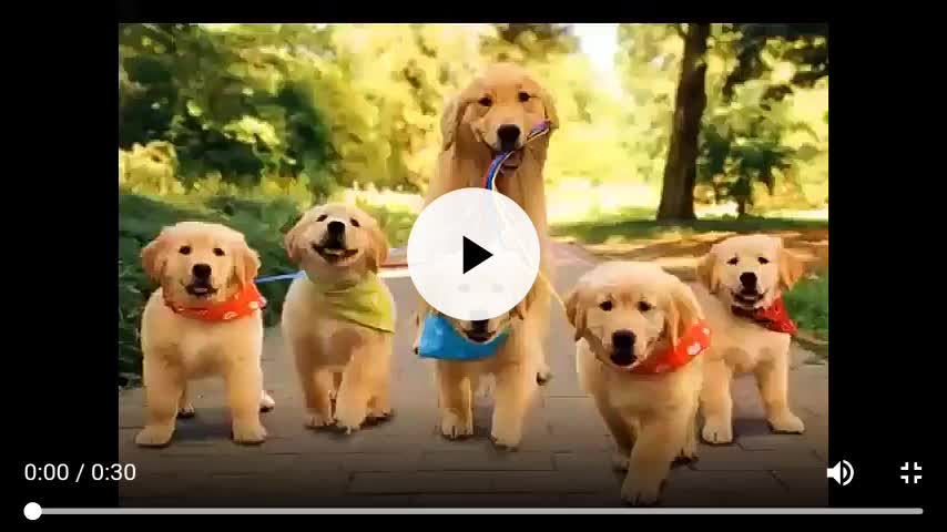 Video Viral de los Perritos 